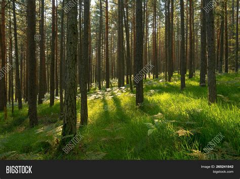 Morning Pine Forest Image And Photo Free Trial Bigstock