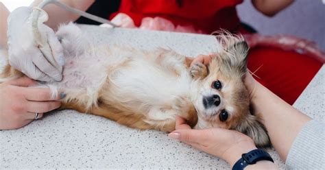 ¿cuánto Tiempo Dura El Embarazo De Una Perrita Chihuahua 6 Cuidados