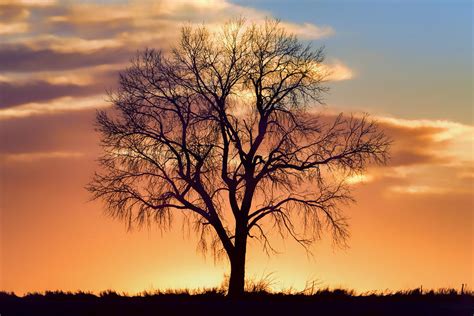 Lone Tree In Winter Sunset Centered Photograph By Nikolyn Mcdonald