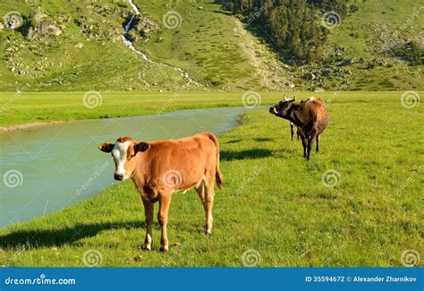 Cows In Caucasus Stock Photo Image Of Beautiful Ridge 35594672