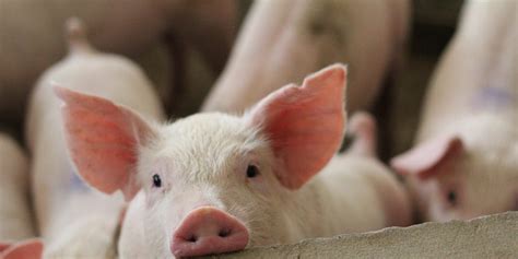 Heres Why A Big Pork High Court Lawsuit Matters