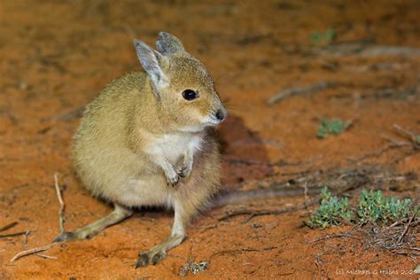 Mala Rufous Hare Wallaby