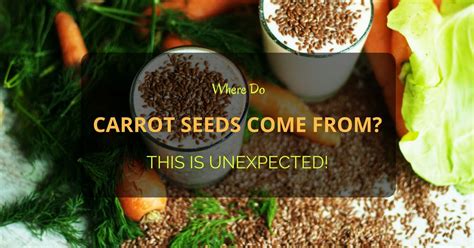 Carrot Seed Origins Exploring Where Carrot Seeds Come From Planthd