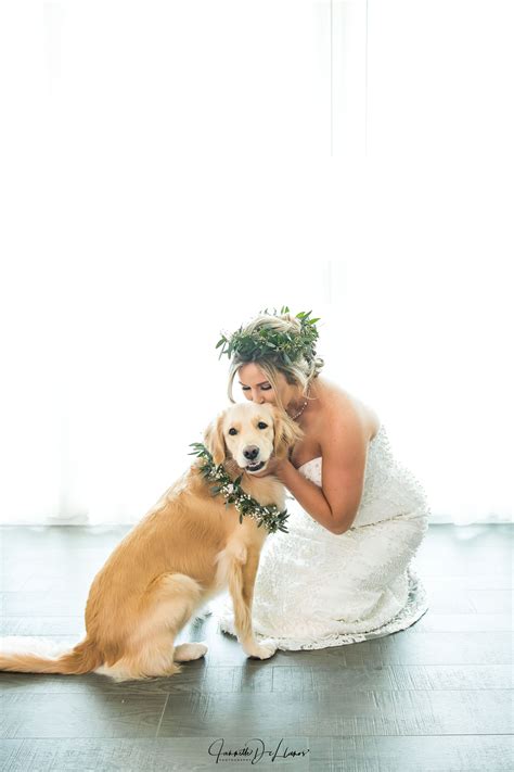 Wedding Dog Photo Bride With Golden Retriever Puppy As Her Flower Girl