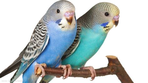 Parakeet Budgie Parrot Bird Tropical 14 Wallpapers Hd Desktop