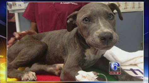 Duffy The Dog Finds Forever Home 6abc Philadelphia