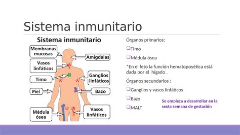 Esquema Del Sistema Inmunológico ¡fotos And Guía 2024
