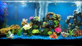 55 Gallon Freshwater Community Aquarium 30 Fish YouTube