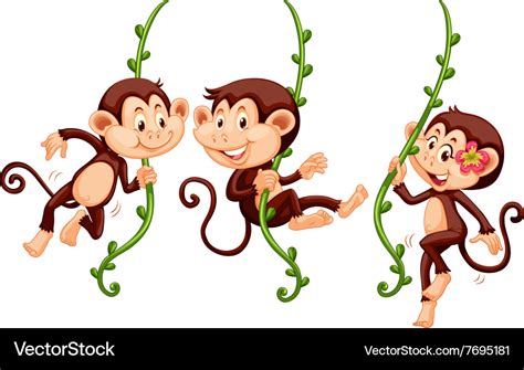 Three Monkeys Swinging On The Vine Royalty Free Vector Image