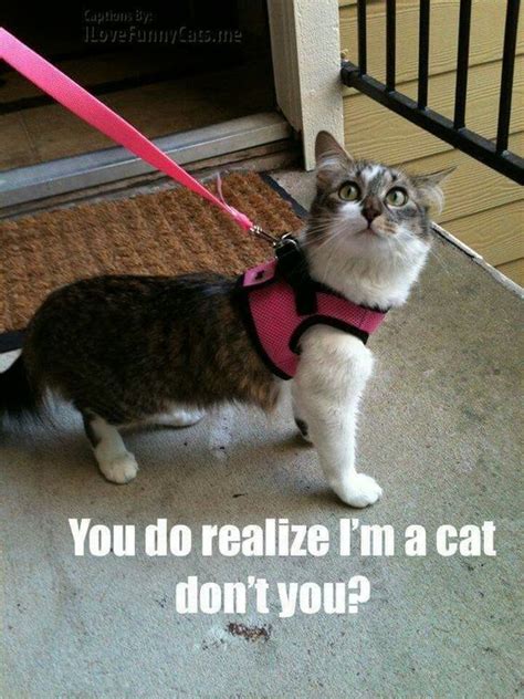 Cat Going For A Walk Funny Animal Pictures Crazy Cats Funny Cats