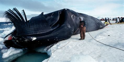 Aboriginal Subsistence Whaling In The Arctic