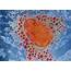 Mast Cell TEM  Stock Image F001/2104 Science Photo Library