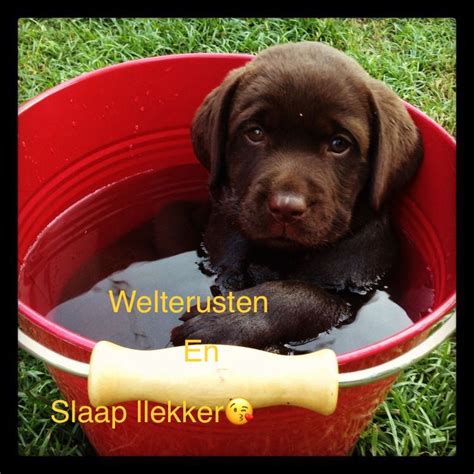 We take no responsibility for the content on any website which we link to, please use your own discretion while surfing the links. Droom en slaap lekker.🛌 - Schattige puppies, Honden en Dieren