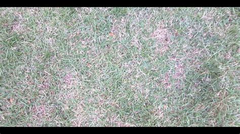Zoysia Vs St Augustine Grass Watering Need Differences Youtube