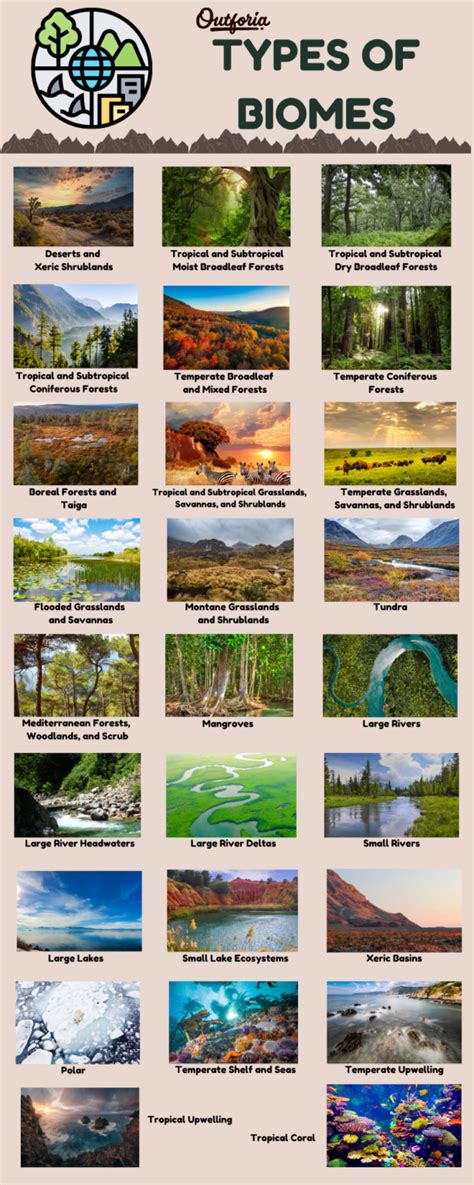 Unveiling Earths Wonders 26 Types Of Biomes Explored
