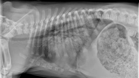 Common Pulmonary Diseases In Dogs Clinicians Brief