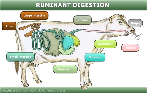 Median Section Of A Cow Showing Principal Organs Of Digestion Etc
