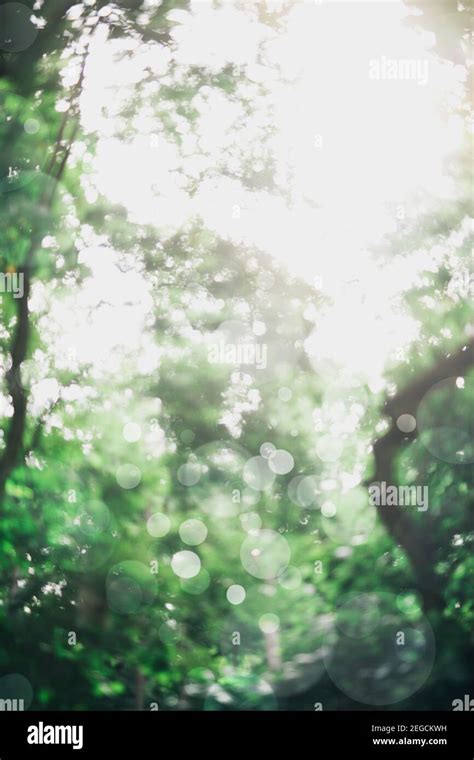 Blurred Image Of Green Trees And Sunlight Peeking Through Bokeh