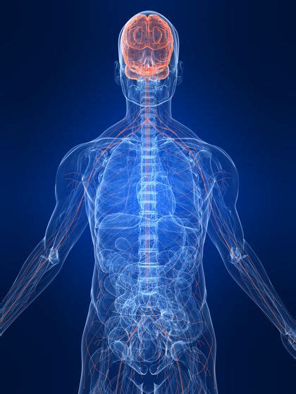 The nervous system and the endocrine system allow information to be communicated throughout the body. The Brain and Nervous System - body, causes, Orchestrating ...