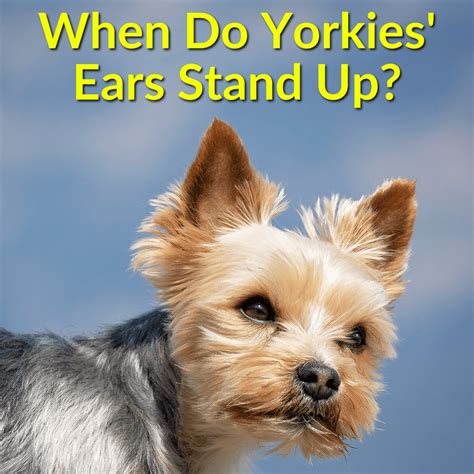 When Do Yorkies Ears Stand Up How To Help Them Along