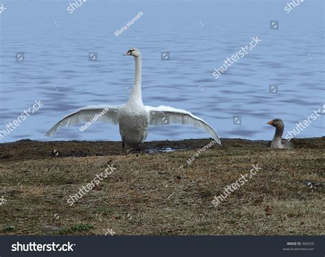 Swans Wingspan Stock Photo 968559 Shutterstock