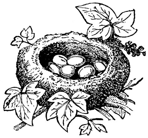 Begin by sketching the rounded top of the nest. Nest of Kinglet | ClipArt ETC