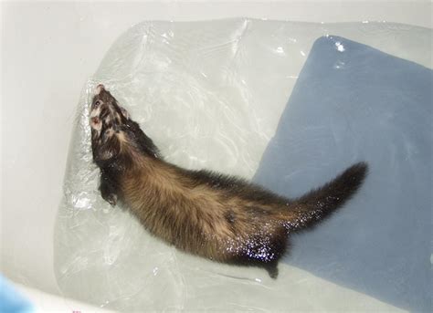 For some cats it comes naturally and learn it from their parents or their care takers and yes this includes domestic cats can swim like most animals but the feral cat have been observed to be swimming for the fun of it. Can Ferrets Swim In a Pool, Ocean or Bathtub?