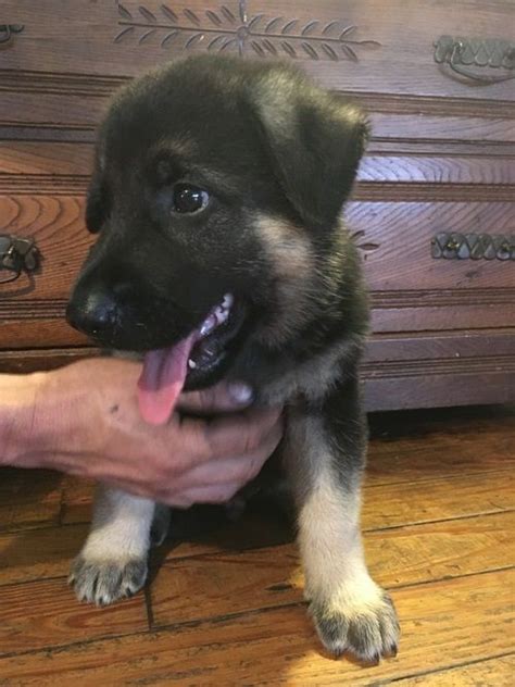 German Shepherd Puppies For Sale | Newark, NJ #232280