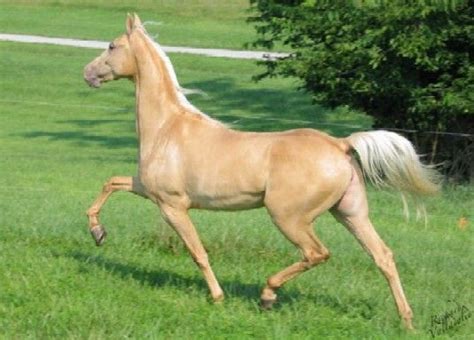 The American Saddlebred Is A Horse Breed From The United States