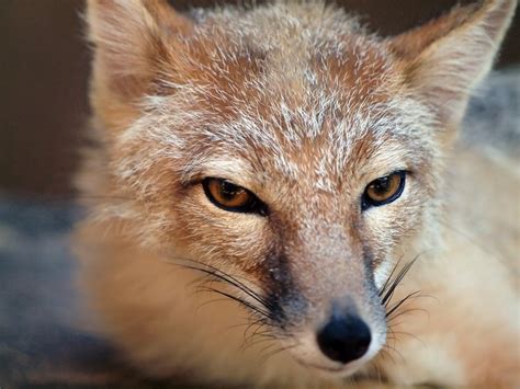A Close Up Of The Female Swift Fox At The Houston Zoo By Sandy Grimm