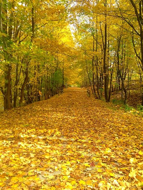 Bright Yellow Fall Leaves On Trail In Pittsburgh Pa Blissmovementblog