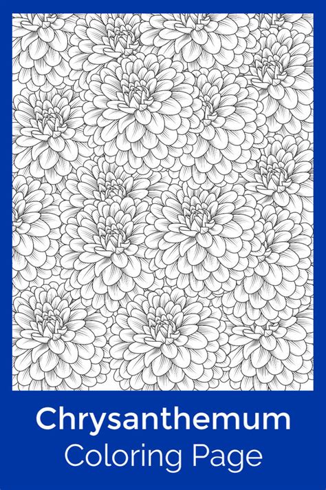 Chrysanthemum Coloring Page for Adults and Kids | Mama Likes This