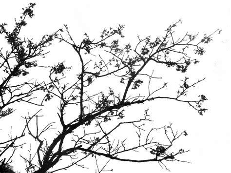 inspiration gambar ranting pohon hitam putih gambar stiker