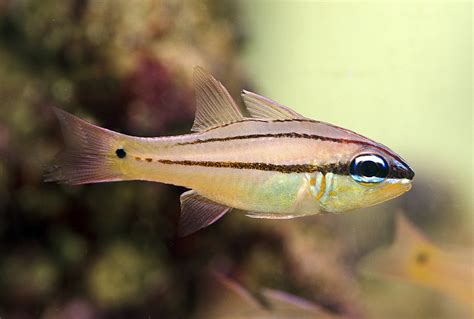 Seales Cardinalfish Apogon Sealei