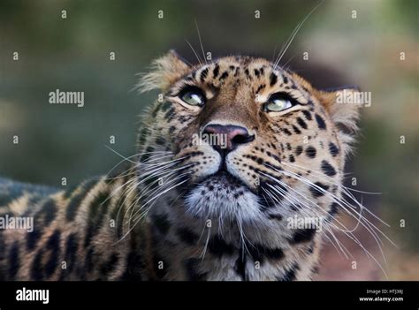 Amur Leopard Panthera Pardus Orientalis Stockfotografie Alamy