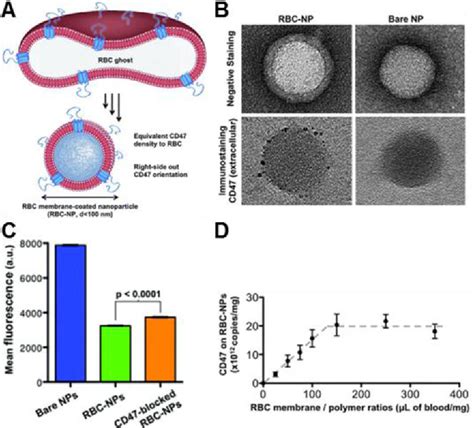 Figure 2 From Biointerfacing And Applications Of Cell Membrane Coated