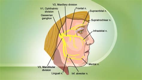 An Occipital Nerve Block Is An Injection Of A Steroid Or Other