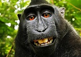 Wikipedia no retirará la foto, los derechos son del mono que se hizo el ...