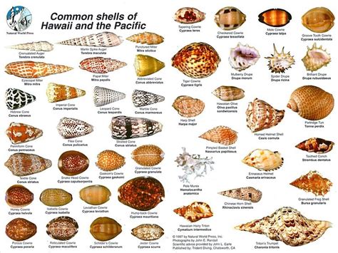 Common Shells Of Hawaii And The Pacific Shells Sea Shells Seashell Identification