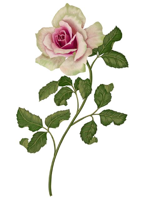 Botanical Illustration Flower Mural Rose Illustration