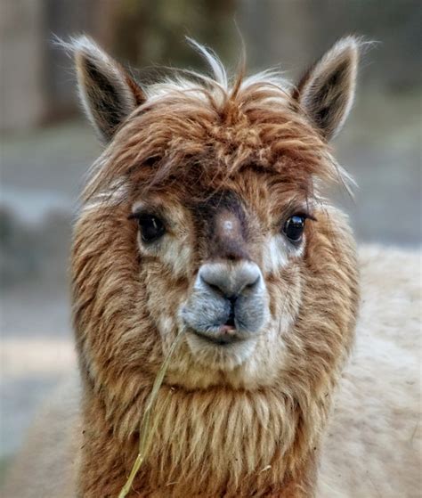 Alpaca Llama Animals Wool Free Stock Photo Public Domain Pictures