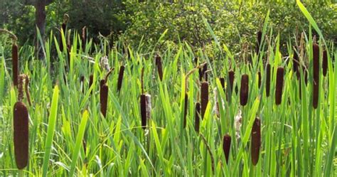 10 Facts About Cattails Fact File