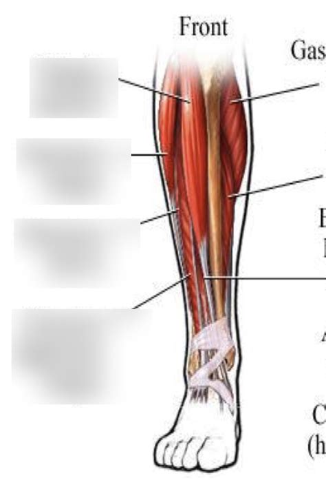 Anterior Leg Diagram Quizlet