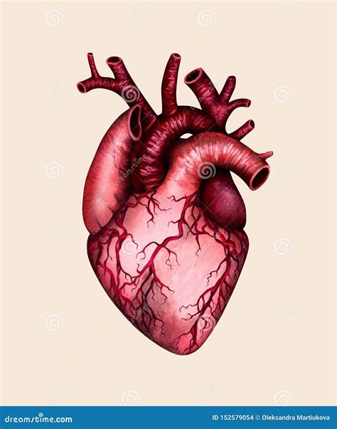 Anatomical Human Heart Watercolor Illustration Stock Illustration