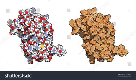 Human Growth Hormone Hgh Somatotropin Molecule Stock Illustration