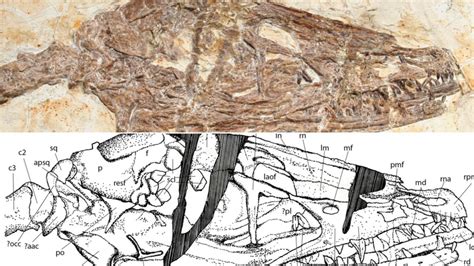 120 Million Year Old ‘dancing Dragon Fossil Found In China