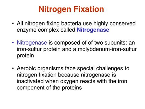 Ppt Nitrogen Fixation Powerpoint Presentation Free Download Id4437387