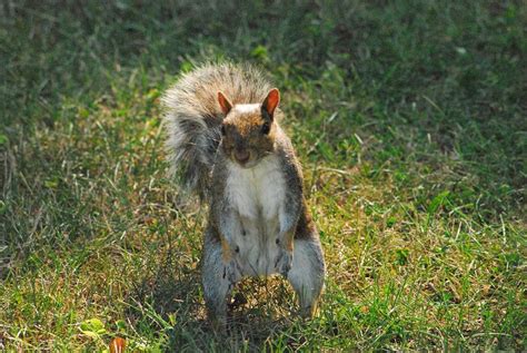 Angry Squirrel Photograph By Michelle Cruz Pixels