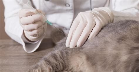 State Vet Urges Residents To Keep Pets Vaccinated After Kitten Infected