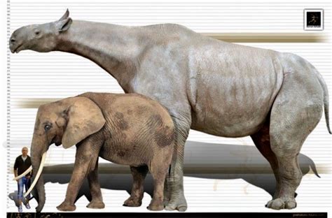 Size Comparison Between A Man A Modern Day African Elephant And The Extinct Indricotherium